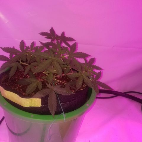Bam Bam #1 growlog timeline photo