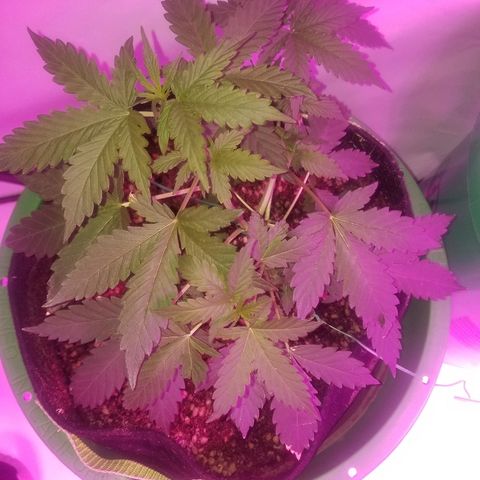 Bam Bam #2 growlog timeline photo