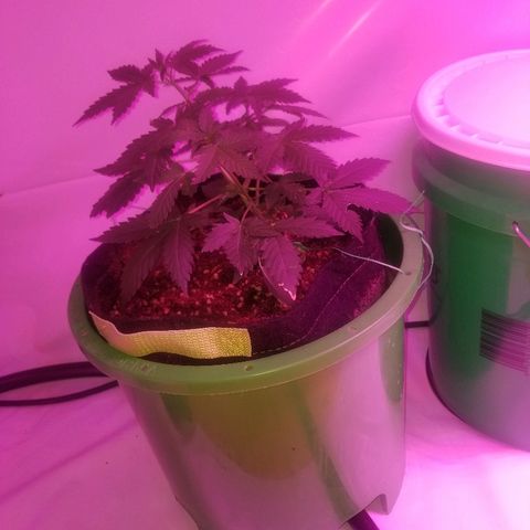Bam Bam #2 growlog timeline photo