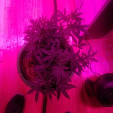 Bam Bam #3 growlog timeline photo