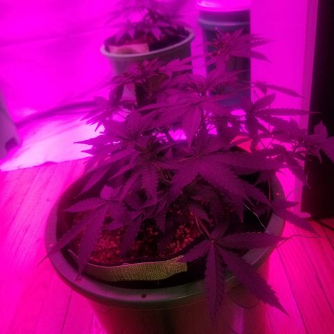 Bam Bam #3 growlog timeline photo
