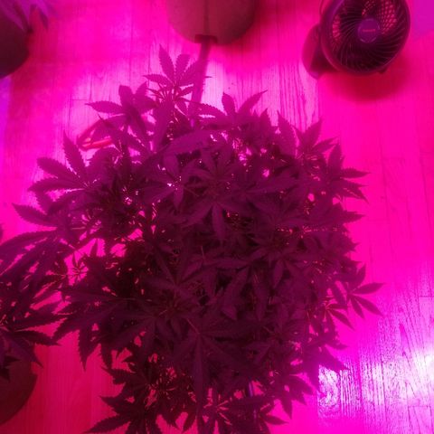 Bitchen Camaro  growlog timeline photo