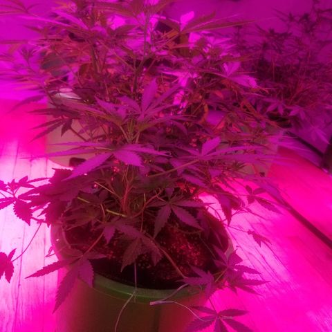 Bitchen Camaro  growlog timeline photo