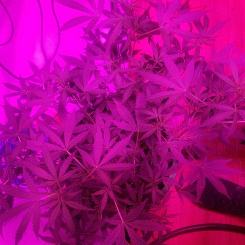 White widow  #1 growlog timeline photo
