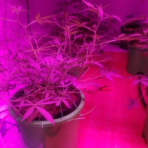 White widow  #1 growlog timeline photo