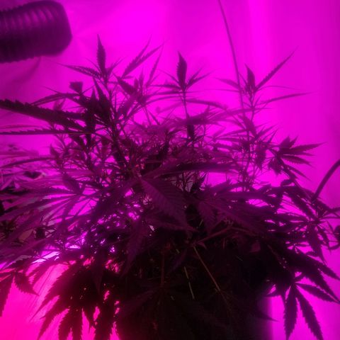 Kracken #2 growlog timeline photo