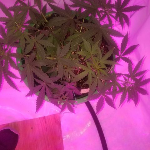 Do Si Dos Auto growlog timeline photo