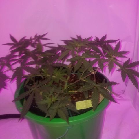Do Si Dos Auto growlog timeline photo