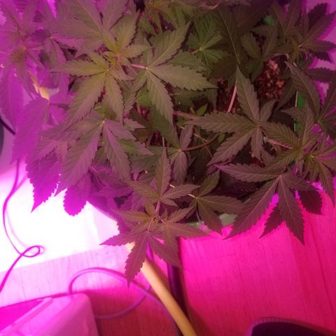 G14 #1 growlog timeline photo
