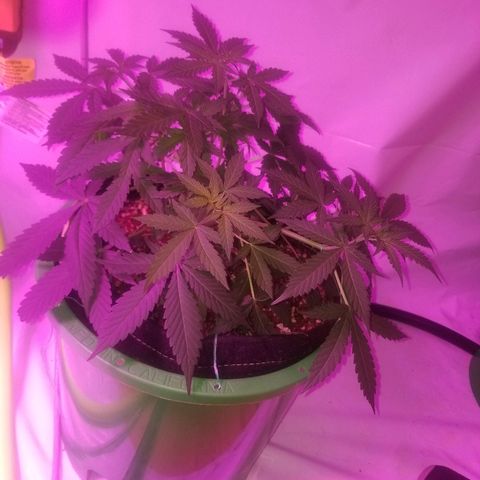 G14 #1 growlog timeline photo