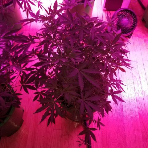 Bitchen Camaro  growlog timeline photo