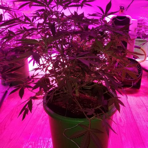 Bitchen Camaro  growlog timeline photo