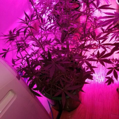 White widow  #1 growlog timeline photo