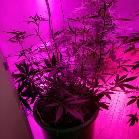 White widow  #1 growlog timeline photo