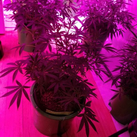 Bubblegum breath  #1 growlog timeline photo