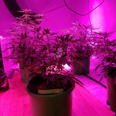 Bubblegum breath  #1 growlog timeline photo