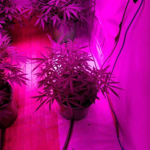 Bubblegum breath  #2 growlog timeline photo
