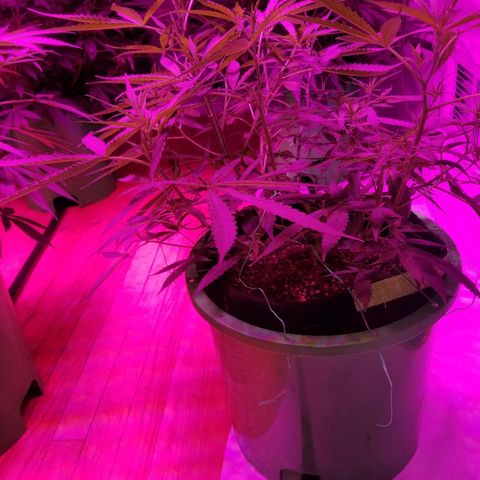 Bubblegum breath  #2 growlog timeline photo