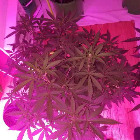 Kracken #1 growlog timeline photo