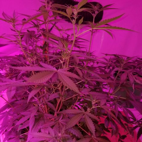 Kracken #1 growlog timeline photo