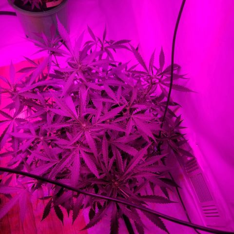 Kracken #2 growlog timeline photo