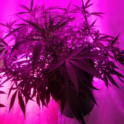 Kracken #2 growlog timeline photo