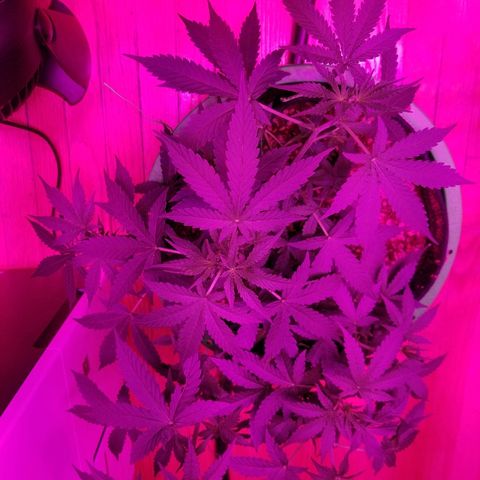 Bam Bam #3 growlog timeline photo