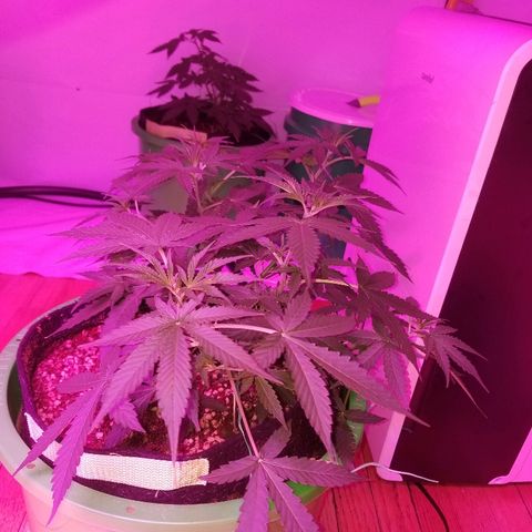 Bam Bam #3 growlog timeline photo