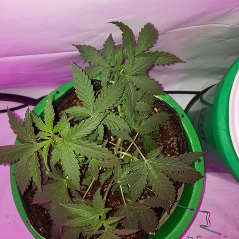 Bam Bam #2 growlog timeline photo