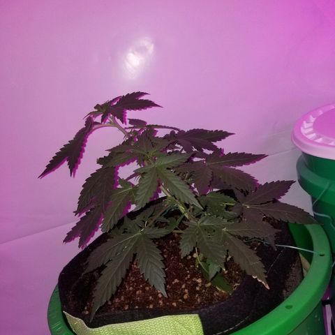 Bam Bam #2 growlog timeline photo