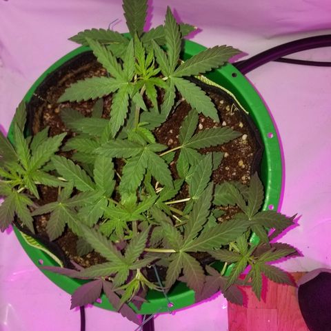 Bam Bam #1 growlog timeline photo
