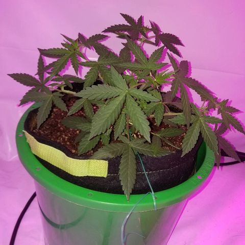 Bam Bam #1 growlog timeline photo