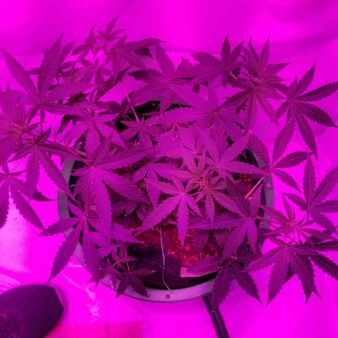 Do Si Dos Auto growlog timeline photo