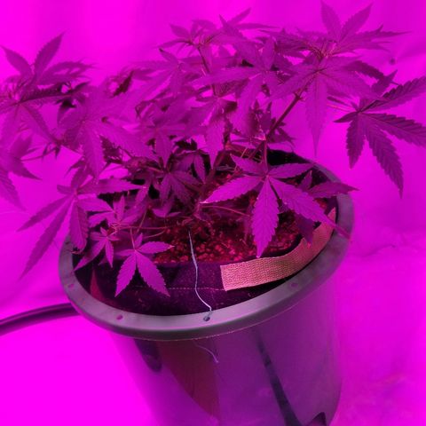 Do Si Dos Auto growlog timeline photo