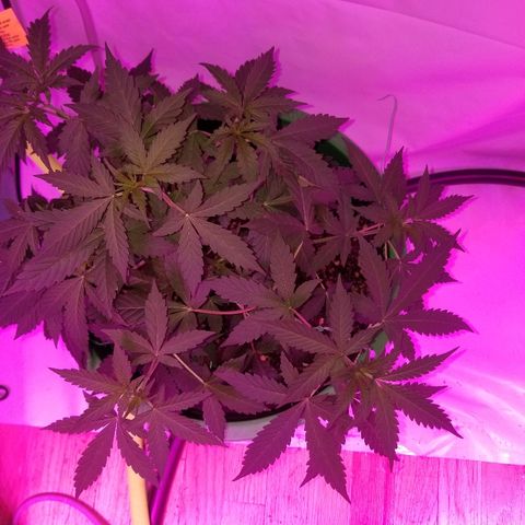 G14 #1 growlog timeline photo