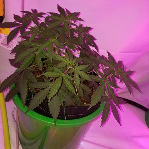 G14 #1 growlog timeline photo