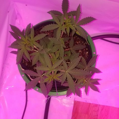 Bam Bam #1 growlog timeline photo