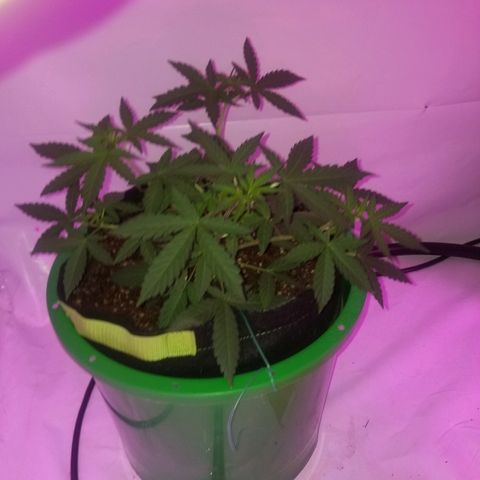 Bam Bam #1 growlog timeline photo