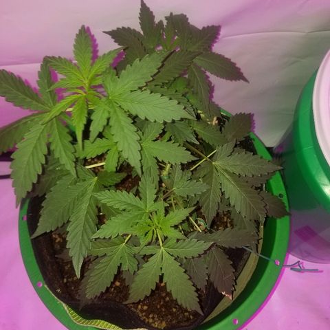 Bam Bam #2 growlog timeline photo