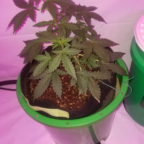 Bam Bam #2 growlog timeline photo