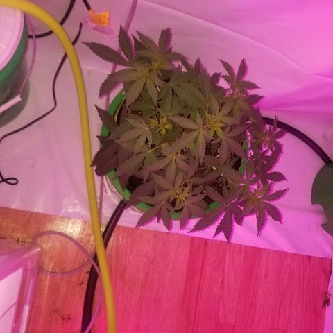 G14 #1 growlog timeline photo