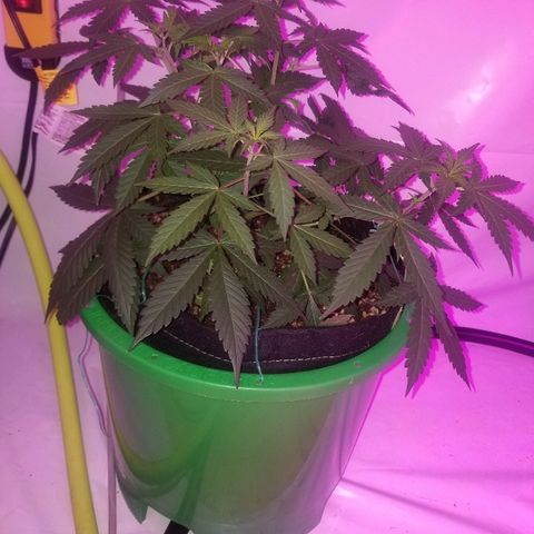 G14 #1 growlog timeline photo
