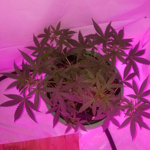 Do Si Dos Auto growlog timeline photo