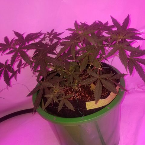 Do Si Dos Auto growlog timeline photo