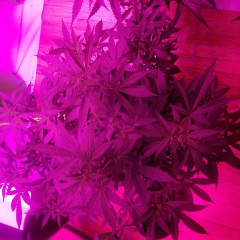 Kracken #1 growlog timeline photo