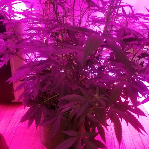 Kracken #1 growlog timeline photo