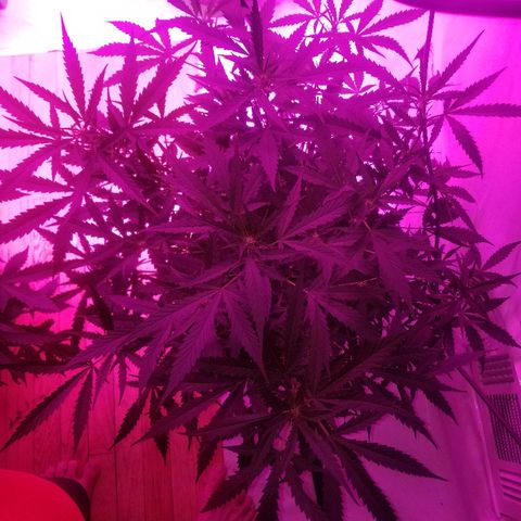 Kracken #2 growlog timeline photo