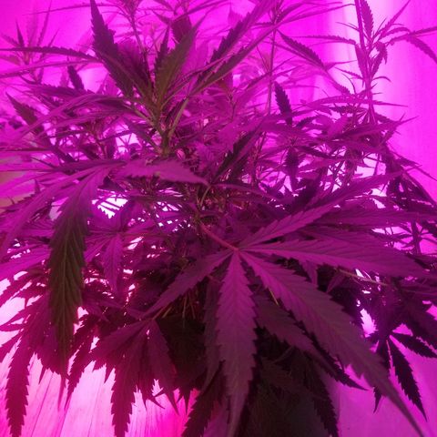 Kracken #2 growlog timeline photo