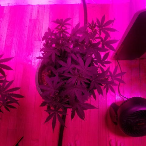 Bam Bam #3 growlog timeline photo