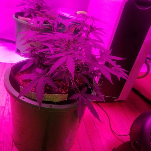 Bam Bam #3 growlog timeline photo
